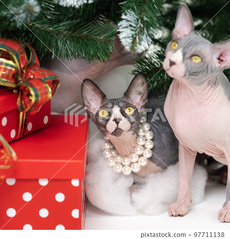 Two domestic Sphynx Cats sitting under Christmas tree with holiday red polka dot gift boxes under it. Thoroughbred cats looking up. 97711138