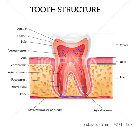Tooth Anatomy Realistic Infographics Tooth Anatomy Realistic Infographics 97711150