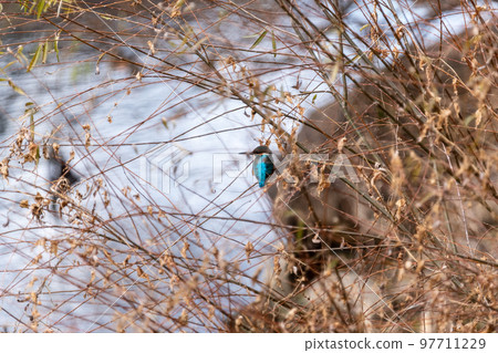 Kingfisher Kingfisher 97711229