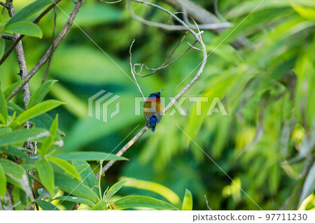 Green-tailed Sunbird on the branches Found at Doi Inthanon, Thailand Green-tailed Sunbird on the branches Found at Doi Inthanon, Thailand 97711230