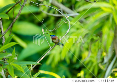 Green-tailed Sunbird on the branches Found at Doi Inthanon, Thailand Green-tailed Sunbird on the branches Found at Doi Inthanon, Thailand 97711236
