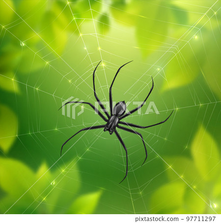 Spider On Web Composition Spider On Web Composition 97711297