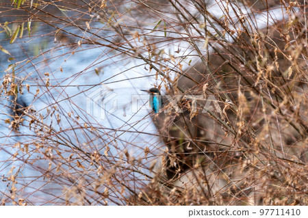Kingfisher Kingfisher 97711410