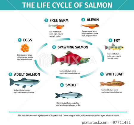 Salmon Life Cycle Infographics 97711451