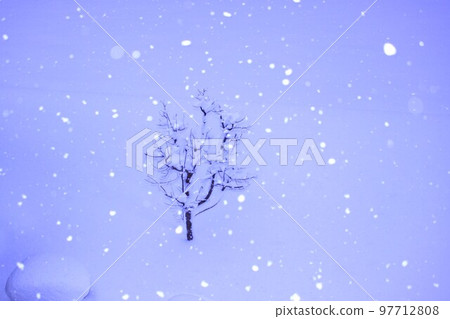 sugar maple in the snow 97712808