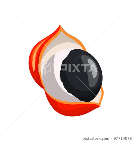 guarana seed cartoon vector illustration 97714078