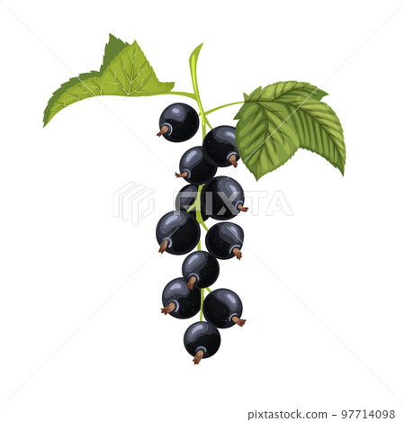 black currant leaf cartoon vector illustration 97714098
