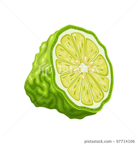 bergamot slice cartoon vector illustration bergamot slice cartoon vector illustration 97714106