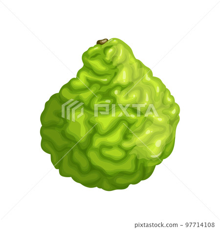 bergamot kaffir cartoon vector illustration bergamot kaffir cartoon vector illustration 97714108
