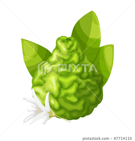 bergamot fruit cartoon vector illustration bergamot fruit cartoon vector illustration 97714110