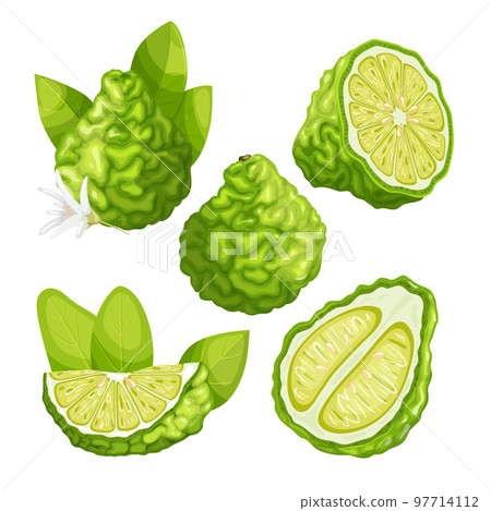 bergamot fruit kaffir citrus set cartoon vector illustration bergamot fruit kaffir citrus set cartoon vector illustration 97714112