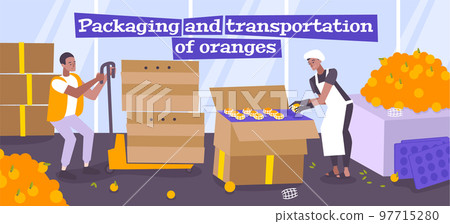 Packaging And Transportation Of Oranges 97715280