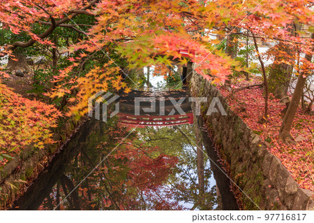 有秋葉的鎌倉鶴岡八幡宮 97716817