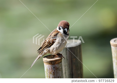 A sparrow in the park 97716829