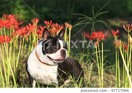 2022Mighty-kun, a Boston terrier who looks cute in front of cluster amaryllis blooming in the woodlands of Hatoyama, the happiest town in Japan♡ 2022Mighty-kun, a Boston terrier who looks cute in front of cluster amaryllis blooming in the woodlands of Hatoyama, the happiest town in Japan♡ 97717066