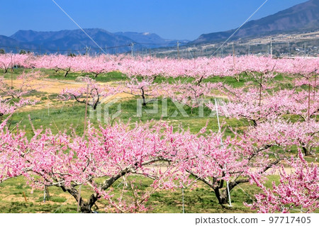 Shinpu Togenkyo in spring Shinpu Togenkyo in spring 97717405