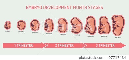 Embryo in the womb, set. Development and growth of the fetus at different stages of pregnancy, monthly period. Illustration, vector Embryo in the womb, set. Development and growth of the fetus at different stages of pregnancy, monthly period. Illustration, vector 97717484