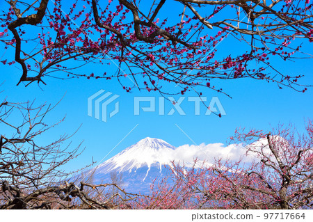 梅花雪覆蓋富士山 梅花雪覆蓋富士山 97717664