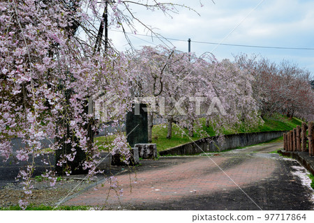 安之之裡公園 2022-4-17 #54 97717864