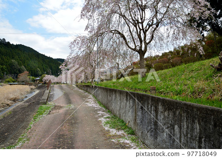 Yasuraginosato Park 2022-4-17 #61 Yasuraginosato Park 2022-4-17 #61 97718049