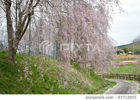 安之之裡公園 2022-4-17 #67 安之之裡公園 2022-4-17 #67 97718055
