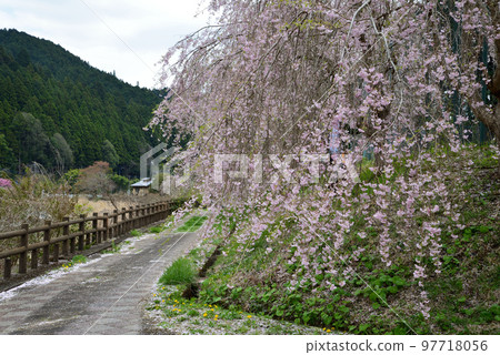 Yasuraginosato Park 2022-4-17 #68 Yasuraginosato Park 2022-4-17 #68 97718056