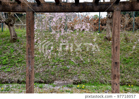 Yasuraginosato Park 2022-4-17 #69 Yasuraginosato Park 2022-4-17 #69 97718057