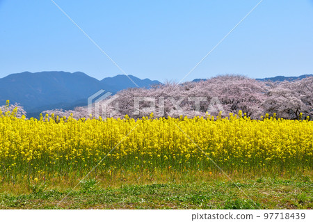 Spring Ruins of Fujiwarakyo Spring Ruins of Fujiwarakyo 97718439