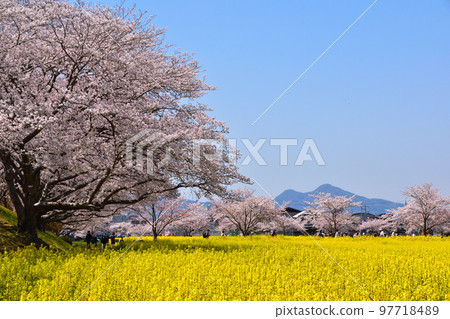 藤原京春遺址 97718489