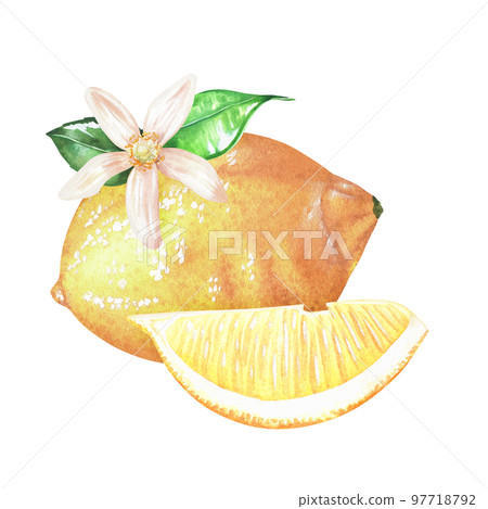 Composition yellow lemon with a slice and a flower with leaves. Watercolor illustration. Isolated on a white background. For your design stickers, kitchen accessories, product packaging with citrus 97718792