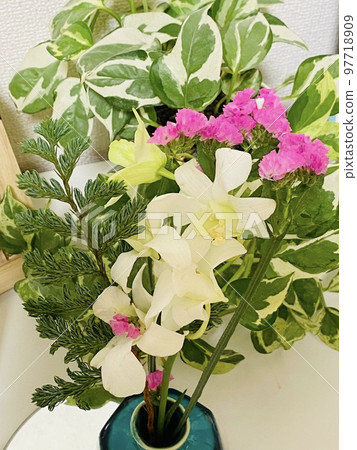 Denphale的花束 Denphale的花束 97718909