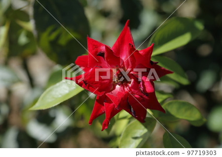 Arao City Ominous Citizen Flower Bed Rose Flower, 97719303