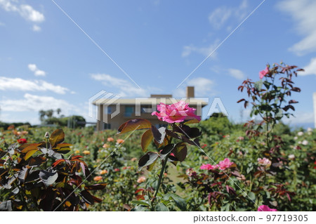 荒尾市少女公民花壇玫瑰花， 97719305