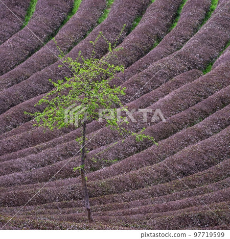 綠茶田、茶園 97719599