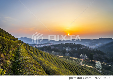 綠茶田、茶園 97719602