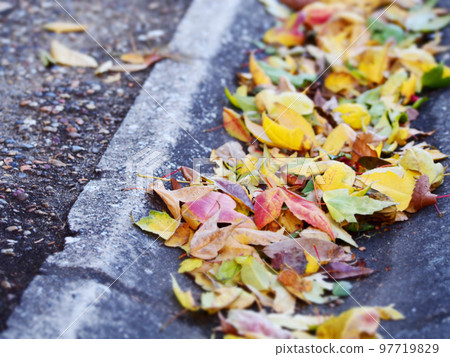 Colorful fallen leaves that collect in the gutter 97719829