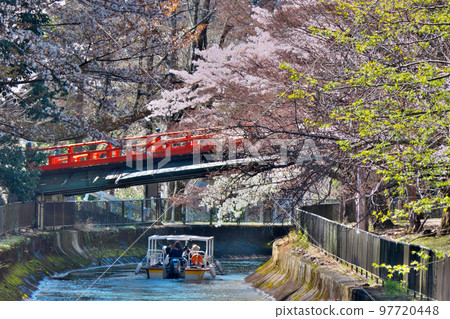 山科周邊櫻花盛開迎接春天的“琵琶湖運河船” 山科周邊櫻花盛開迎接春天的“琵琶湖運河船” 97720448