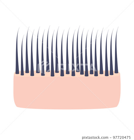 Normal hair structure in scalp skin cross-section icon 97720475