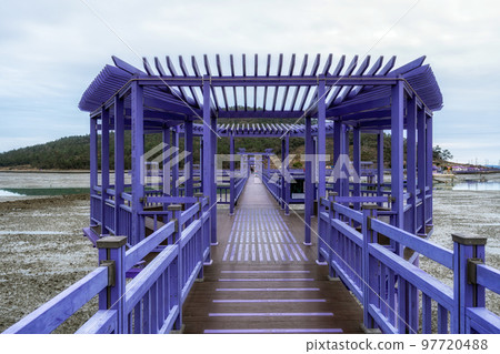 Sinan purple islands in winter 97720488