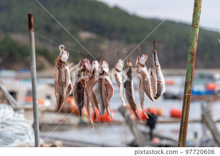 Dried fish hanging 97720606