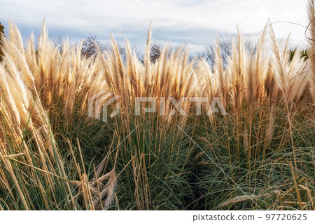 Cheonsaseom Bonsai Park Pampas grass Cheonsaseom Bonsai Park Pampas grass 97720625