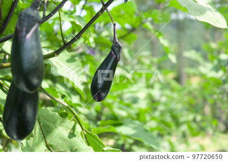 Eggplant growing in the field 97720650