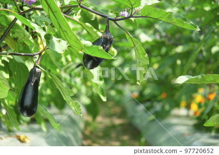Eggplant growing in the field 97720652