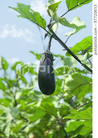 Eggplant growing in the field Eggplant growing in the field 97720653