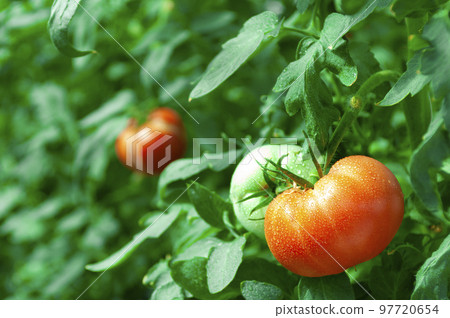 Tomatoes in the field 97720654