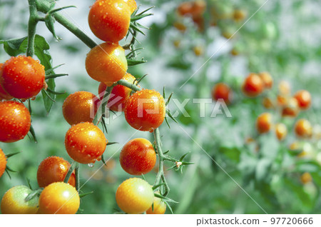 mini tomatoes growing in the field 97720666