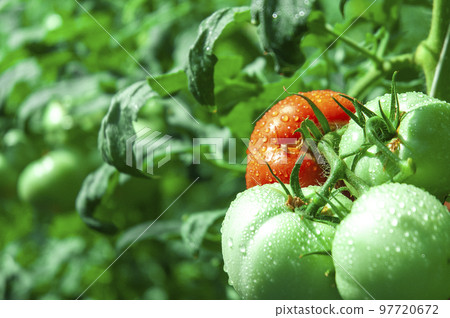 番茄領域 番茄領域 97720672