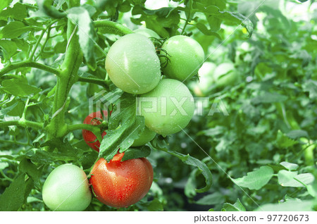 番茄領域 97720673
