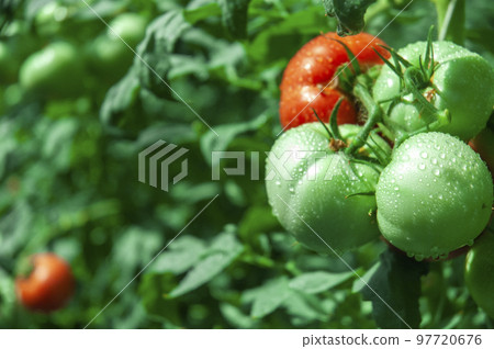 Tomatoes in the field 97720676