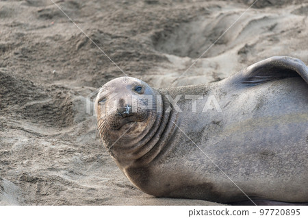 Fighting Elephant Seals Fighting Elephant Seals 97720895